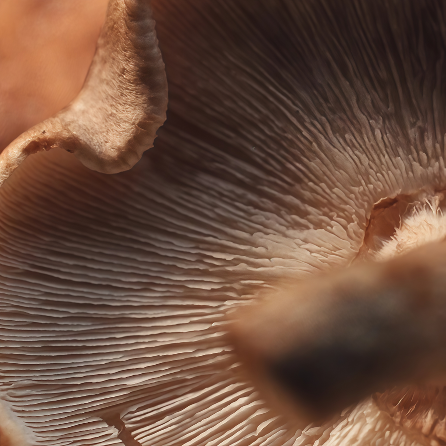 Shiitake